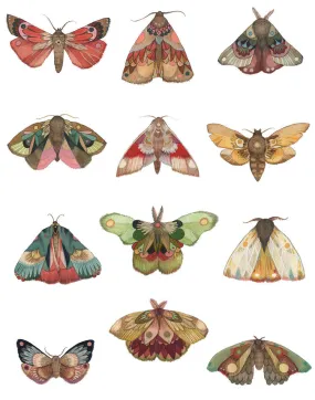 Collector: Moth Series 11x14 Print